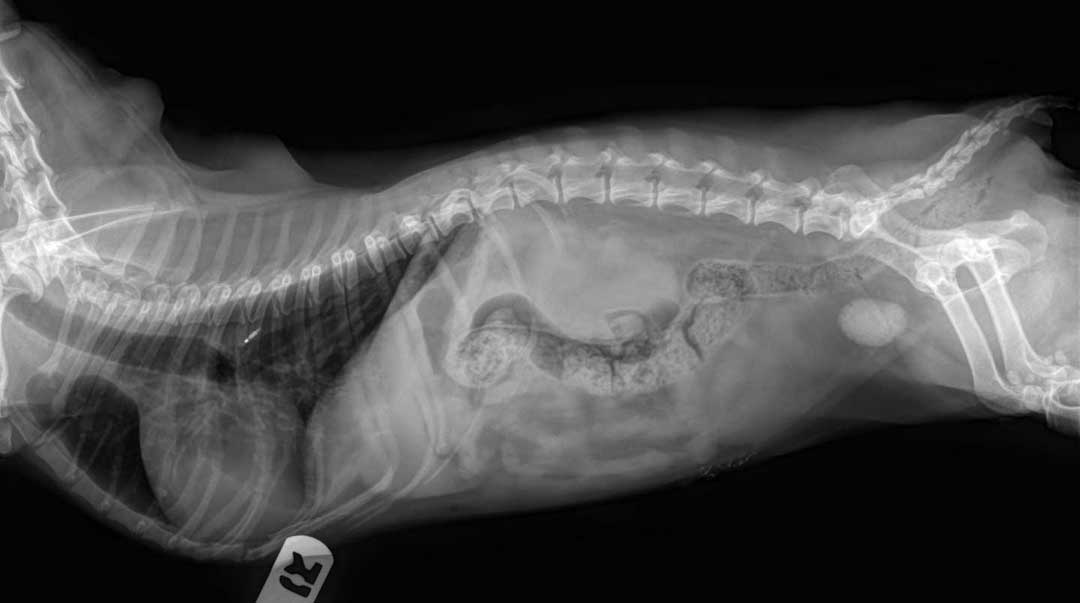 XRAY рентген